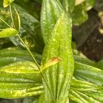 Ixanthus viscosus Hoja