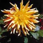 Dahlia × cultorum Fleur