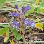 Orobanche nana Кветка