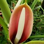 Philodendron schottii Fleur