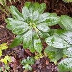 Daphne laureola Blad