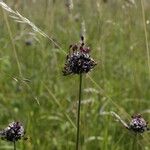 Allium scorodoprasum Blomma