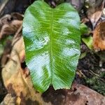 Asplenium emarginatum पत्ता