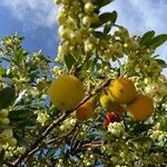 Arbutus andrachne Fruit