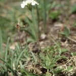 Androsace obtusifolia Libunga