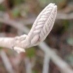 Viburnum lantana পাতা