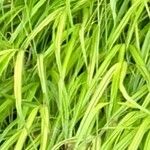 Hakonechloa macra Leaf