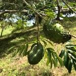 Annona muricata Gyümölcs