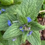 Pentaglottis sempervirens Feuille