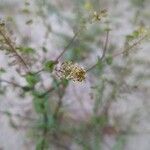 Lepidium perfoliatum Λουλούδι
