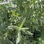 Lavandula dentata Leaf