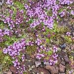 Thymus praecox Habit