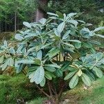 Rhododendron sinogrande Листок