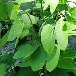 Bauhinia forficataFeuille