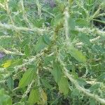 Amaranthus albus Folla