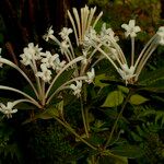 Rhododendron herzogii Flower