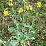 Brassica napus Λουλούδι