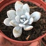 Echeveria laui ഇല