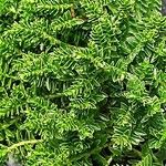 Hebe cupressoides 葉