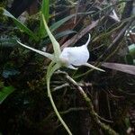Angraecum expansum Λουλούδι