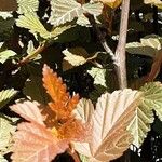 Physocarpus opulifolius Leaf