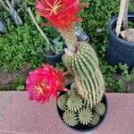Echinopsis huascha Flor
