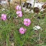 Dianthus sylvestris പുഷ്പം