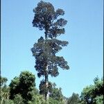 Dacrycarpus dacrydioides Habitus