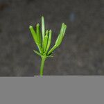 Chaerophyllum procumbens Fruto