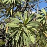 Protea caffra Leaf
