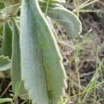 Leucas tomentosa Hoja