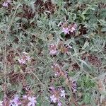 Plumbago europaea Blodyn