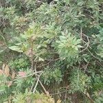 Pistacia × saportae Leht