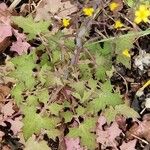 Lactuca muralis Blad