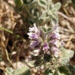 Marrubium supinum Fula