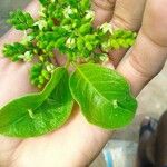 Vangueria madagascariensis Fruto