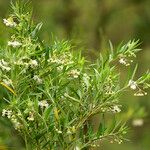 Gomphocarpus physocarpus Агульны выгляд