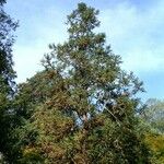 Cunninghamia lanceolata Хабит