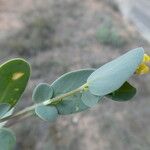 Coronilla scorpioides List