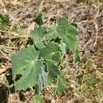 Abutilon grandiflorum पत्ता