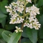 Ligustrum vulgare Цветок