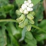 Drimiopsis maculata Flower