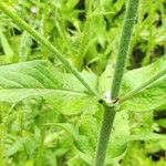 Knautia integrifolia Leaf