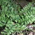 Asplenium foreziense Costuma