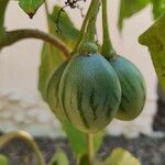 Solanum betaceum Fruit