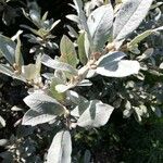 Salix lapponum Yaprak