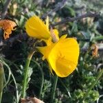 Narcissus bulbocodium Floare