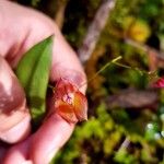 Lepanthes wendlandii Flower