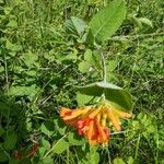 Lonicera ciliosa Flower