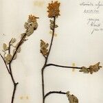 Cotoneaster integerrimus Fleur